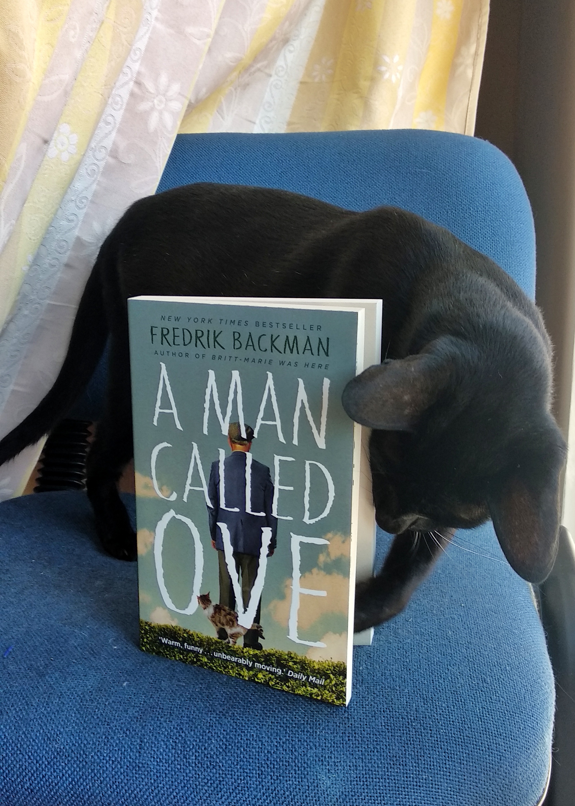 Oriental Shorthair cat looking inside the book called A Man Called Ove