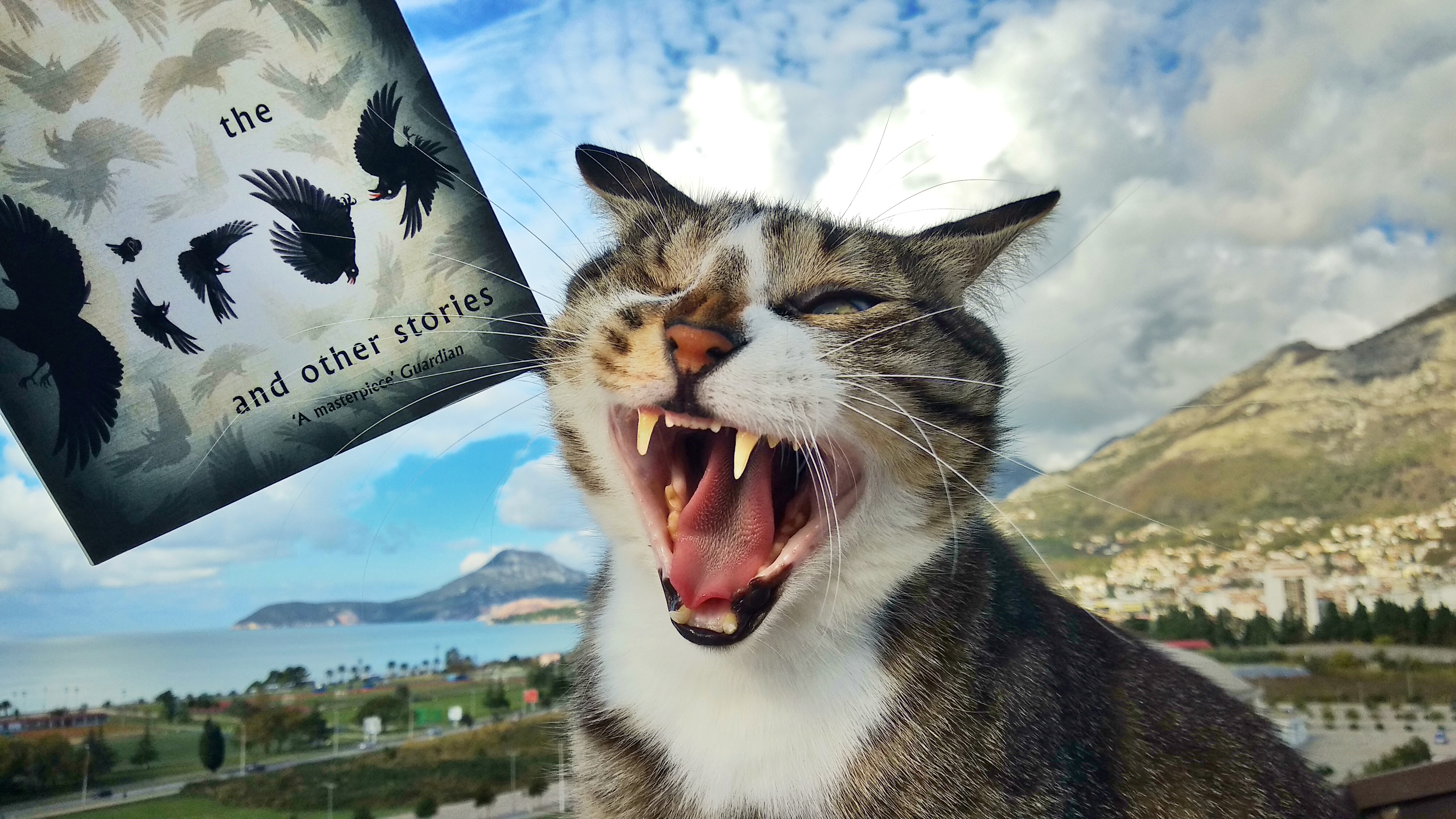 Pirate the cat with his mouth open wide near the book